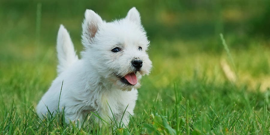 West Highland White Terrier Puppies For Sale | Las Vegas ...