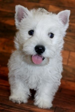 West Highland White Terrier Puppies For Sale | Baltimore ...