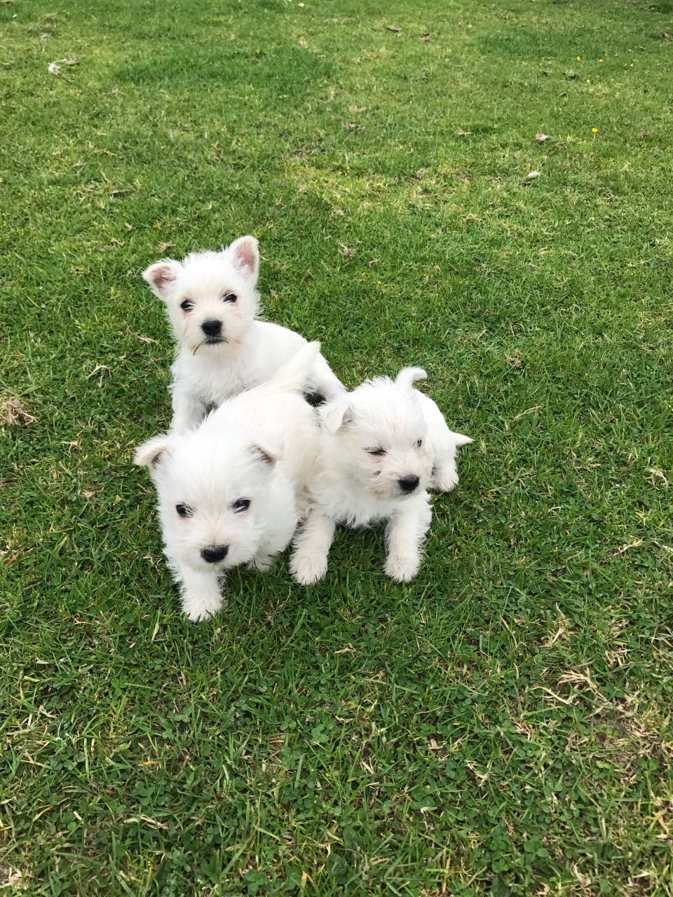 West Highland White Terrier Puppies For Sale Chattanooga