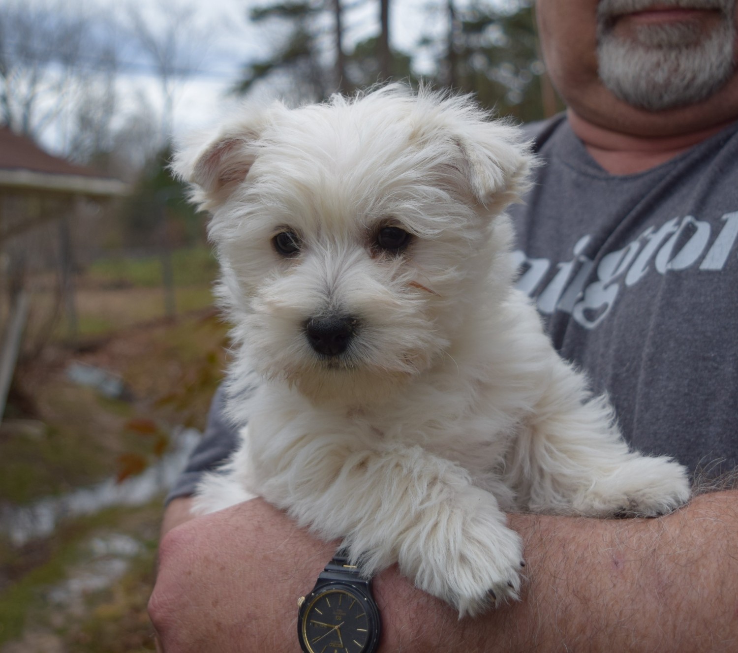 West Highland White Terrier Puppies For Sale | Chicago, IL ...