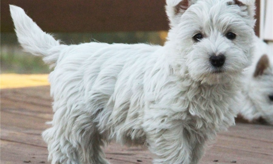 West Highland White Terrier Puppies For Sale | Northeast ...