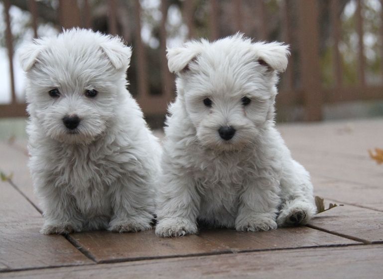 West Highland White Terrier Puppies For Sale Northeast