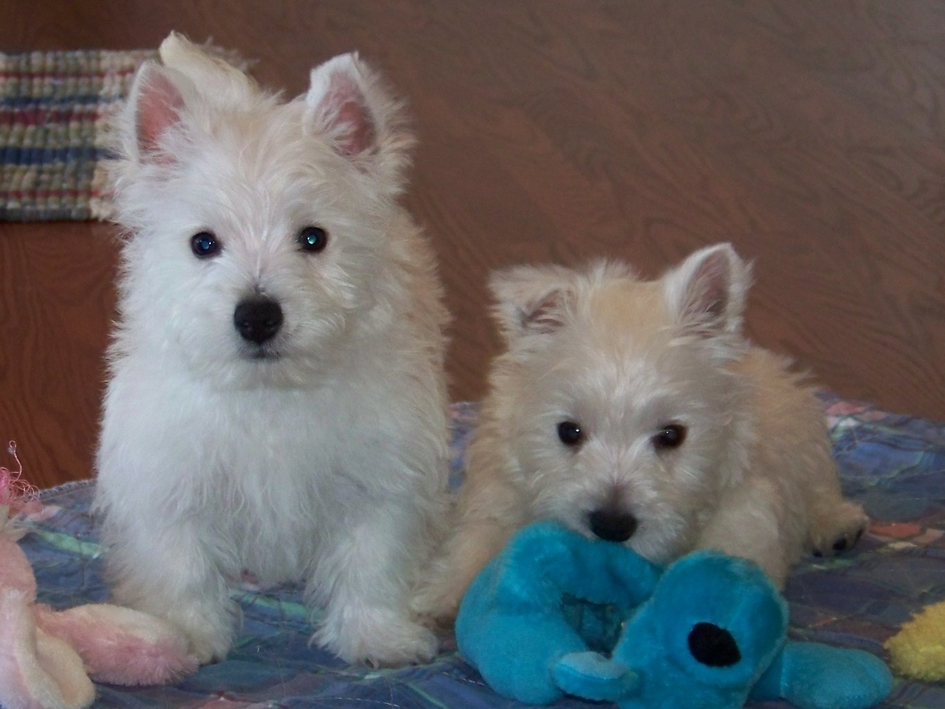 West Highland White Terrier Puppies For Sale Columbia