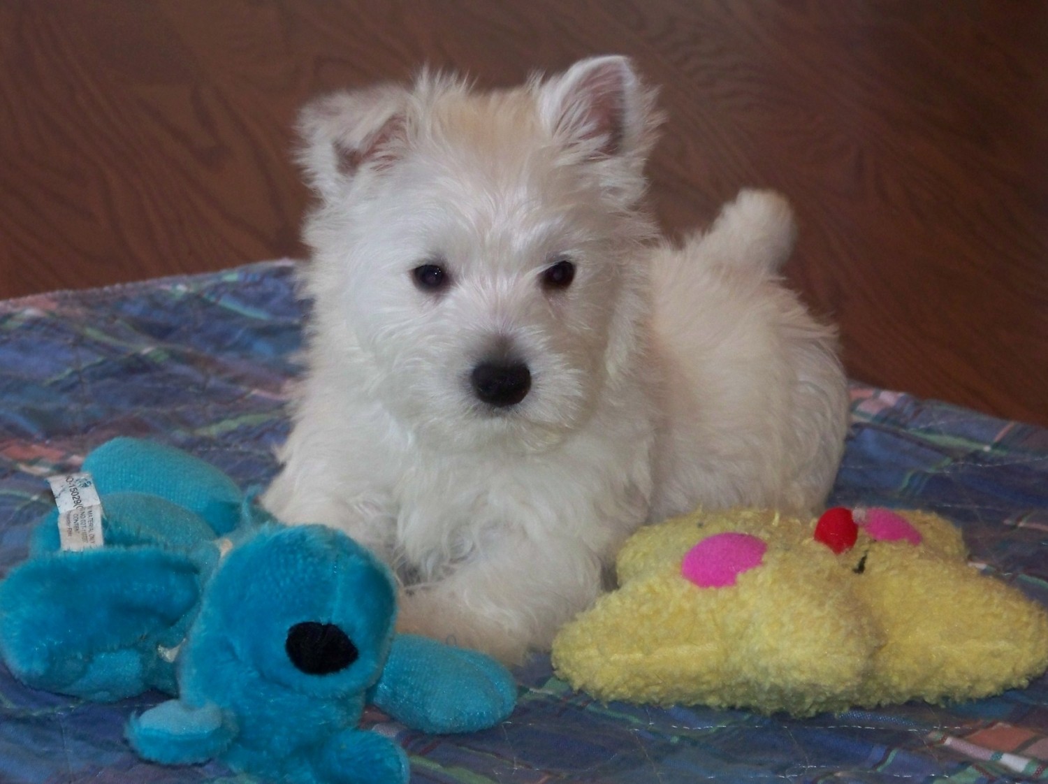 West Highland White Terrier Puppies For Sale Tallahassee