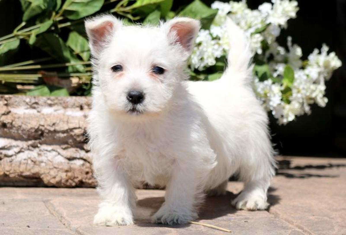West Highland White Terrier Puppies For Sale U.S. 91, UT
