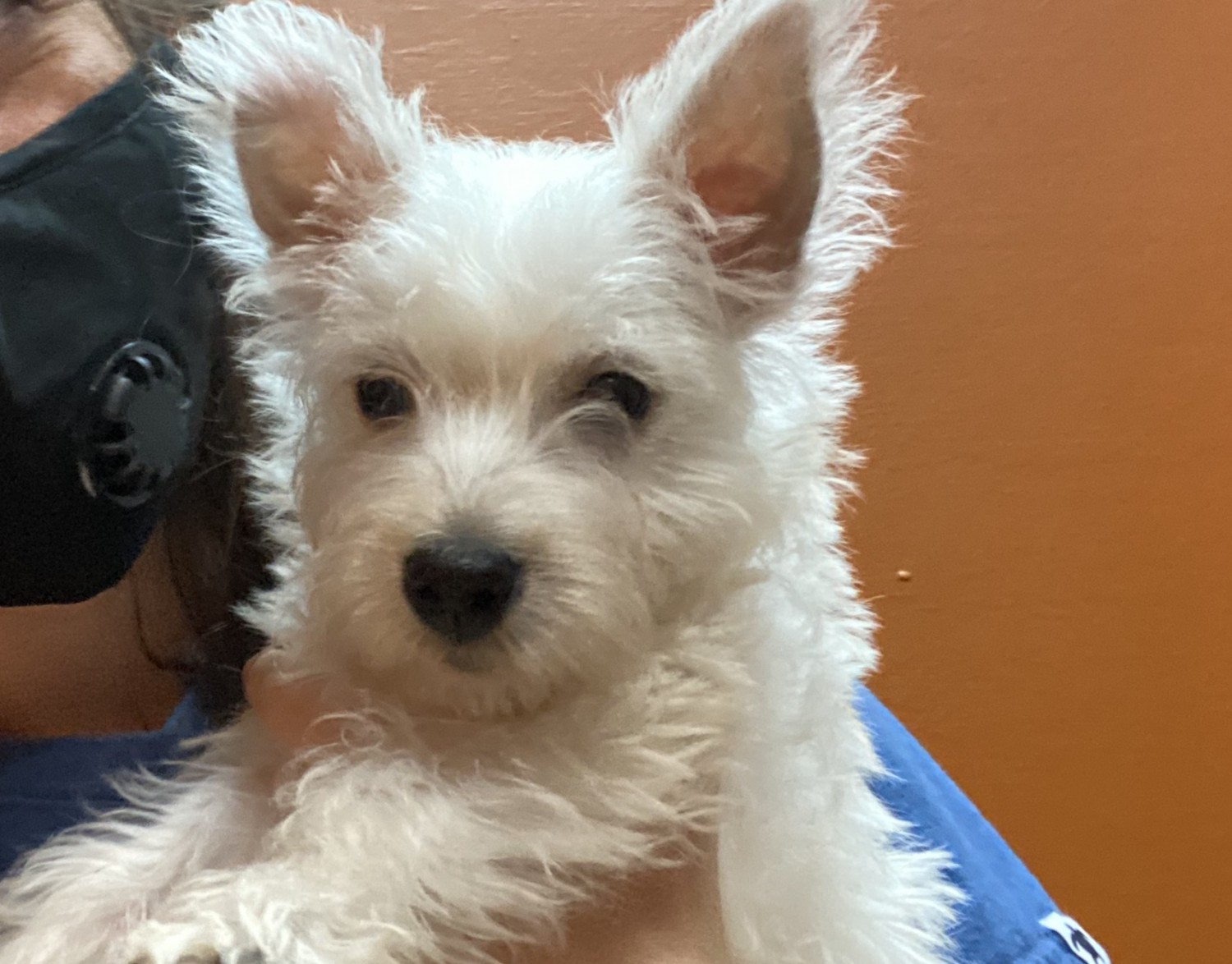 West Highland White Terrier Puppies For Sale Kristen