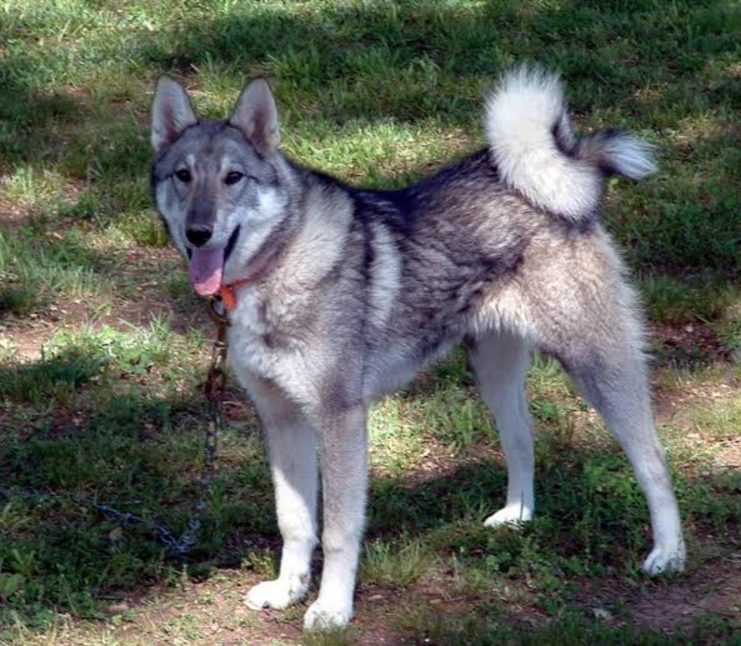 West Siberian Laika Dog Breed Information Images Characteristics Health
