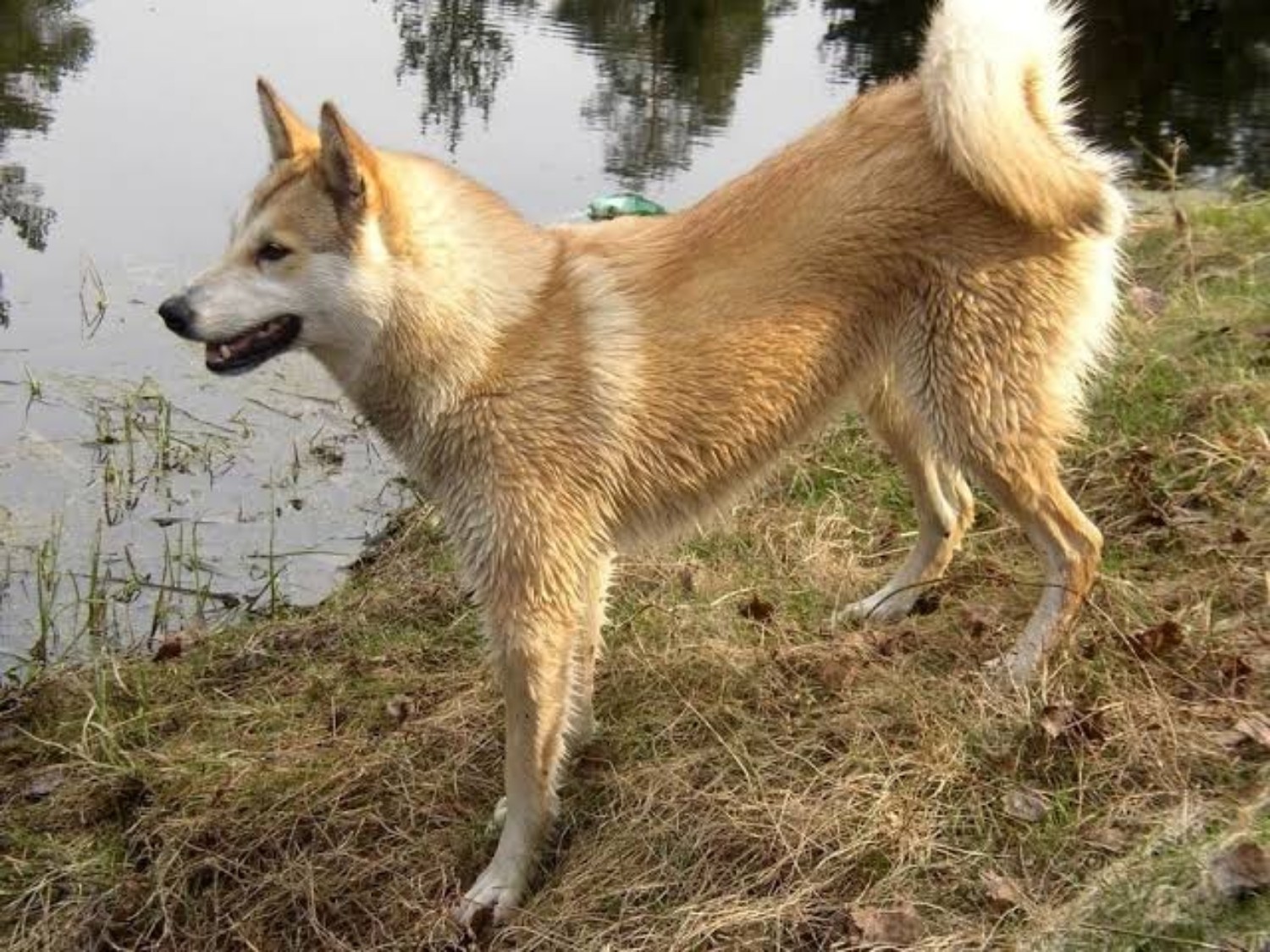 West Siberian Laika Dog Breed Information Images Characteristics Health