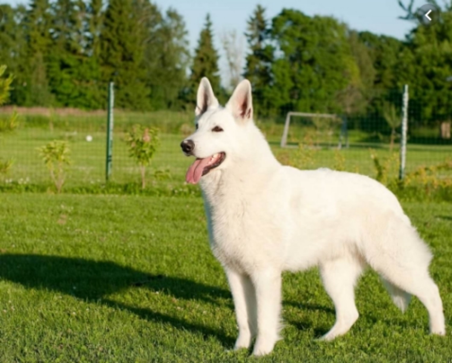 White Shepherd Vs Boxer Breed Comparison Mydogbreeds