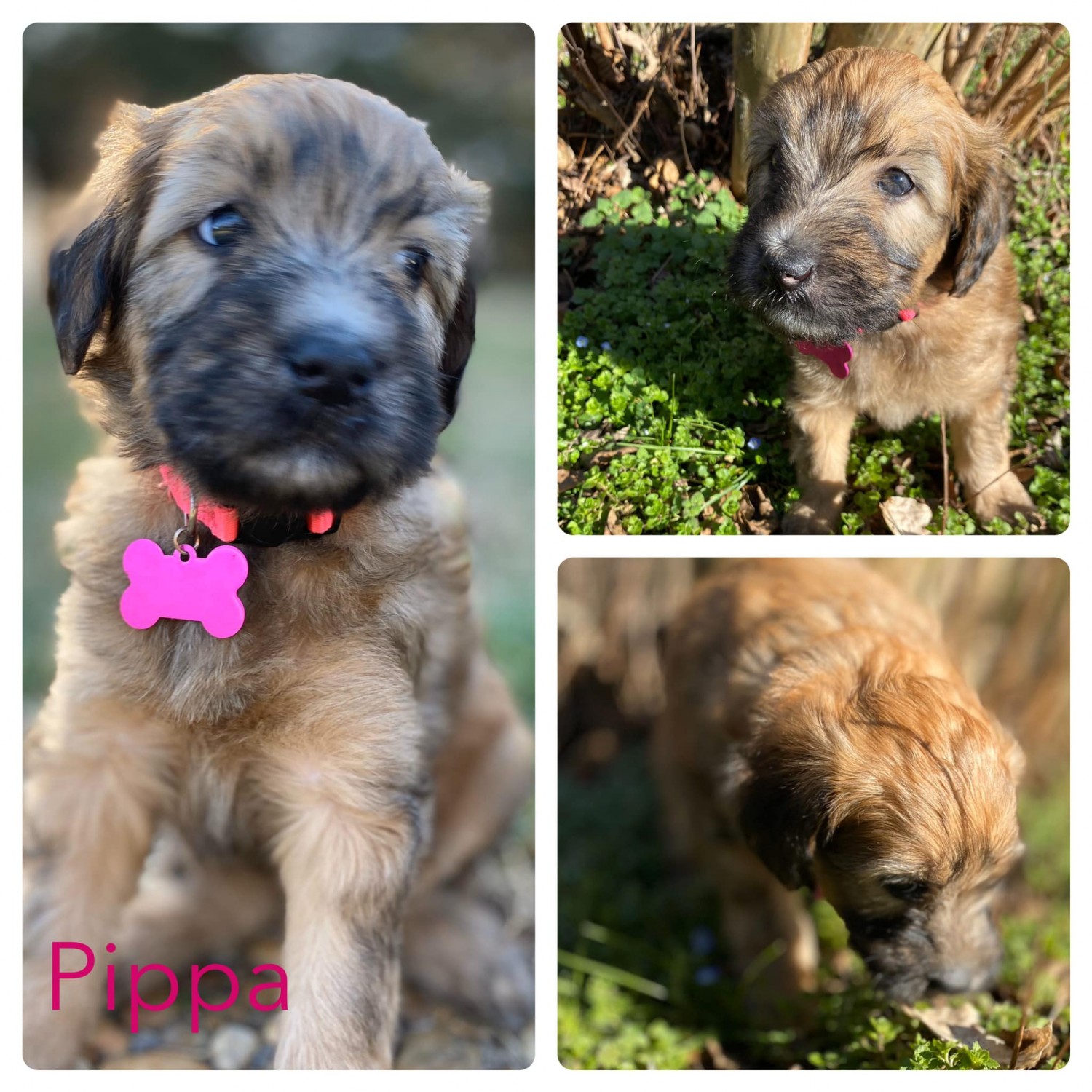 Whoodles Puppies For Sale | Knoxville, TN #322439