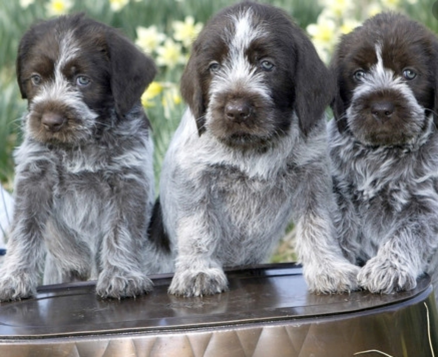 Wirehaired Pointing Griffon Information Photos Characteristics Names ...
