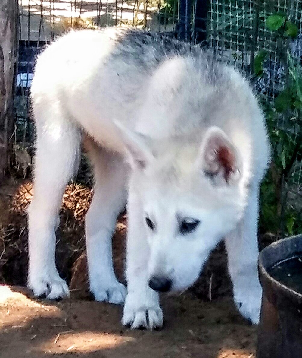 Wolfdog Puppies For Sale Springtown, TX 224442