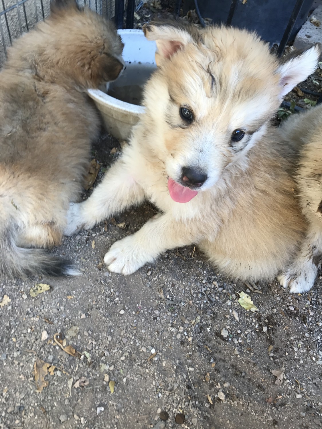 Wolfdog Puppies For Sale | Tucson, AZ #242594 | Petzlover