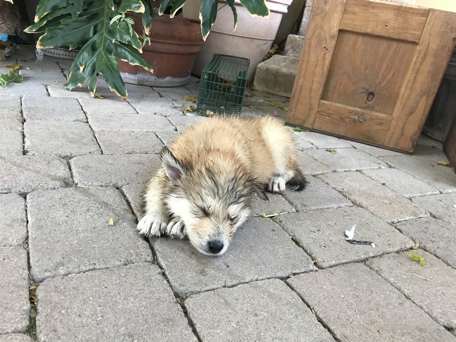 Wolfdog Puppies For Sale Tucson, AZ 242594 Petzlover