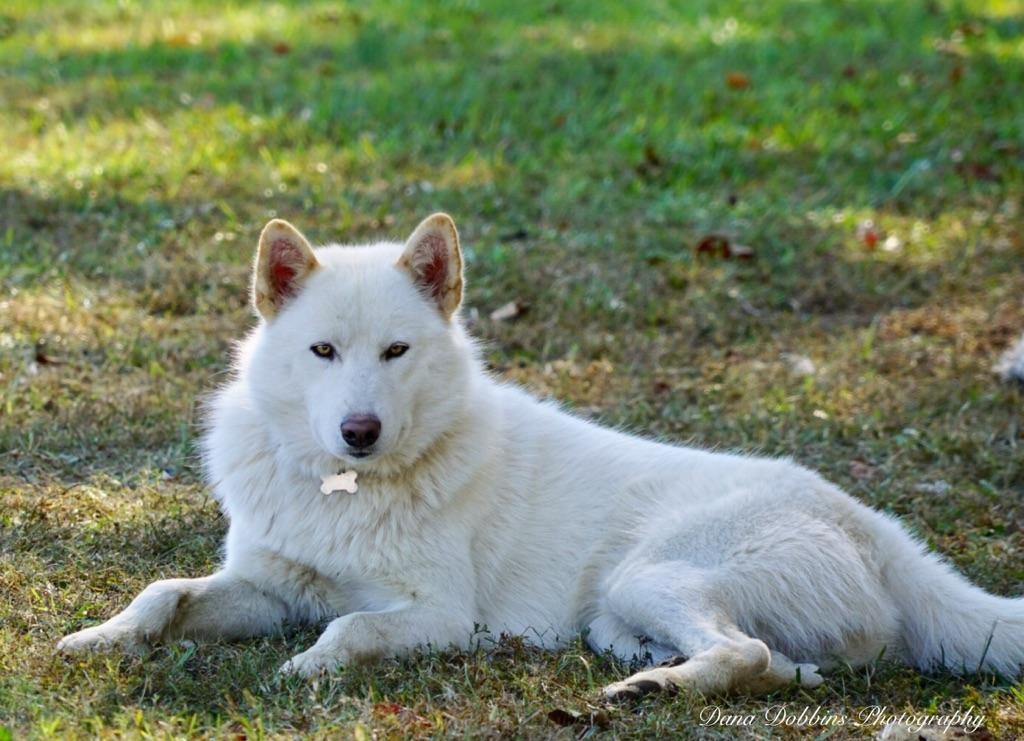 Wolfdog Puppies For Sale Fort Payne, AL 269137