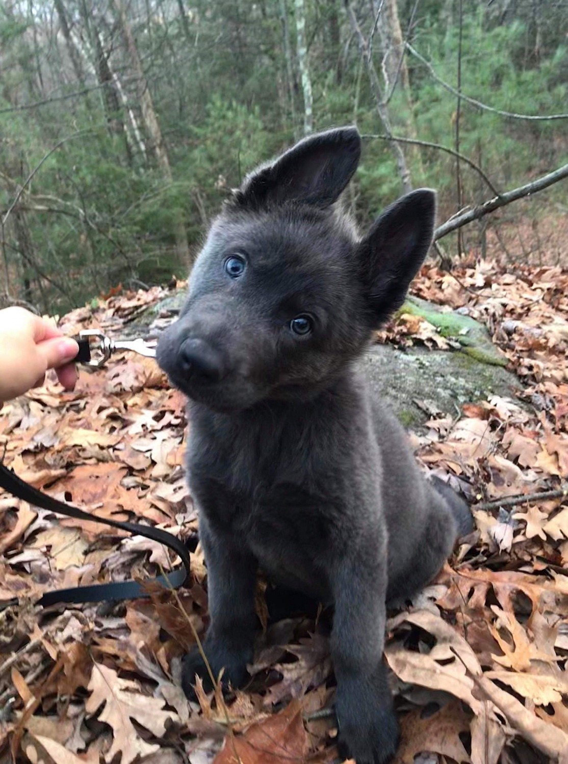 Wolfdog Puppies For Sale Saint Cloud, FL 289720