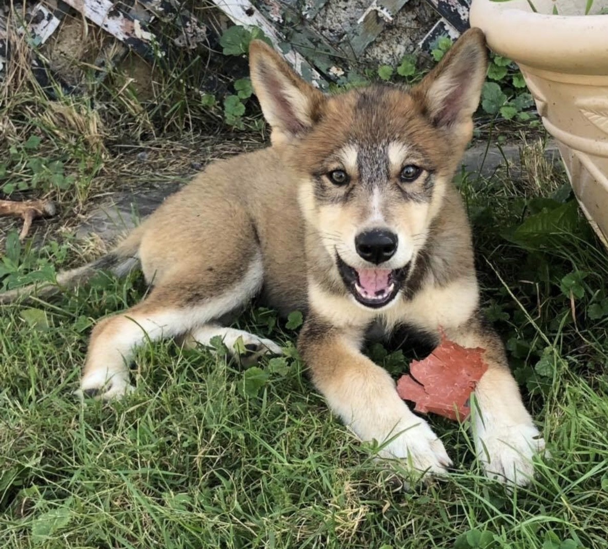 Wolfdog Puppies For Sale | Cherry Hill, NJ #310198