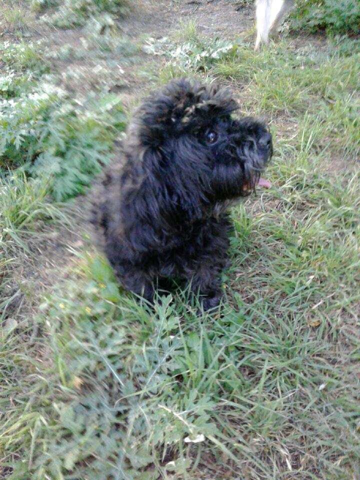 YorkiePoo Puppies For Sale Waco, TX 213248 Petzlover