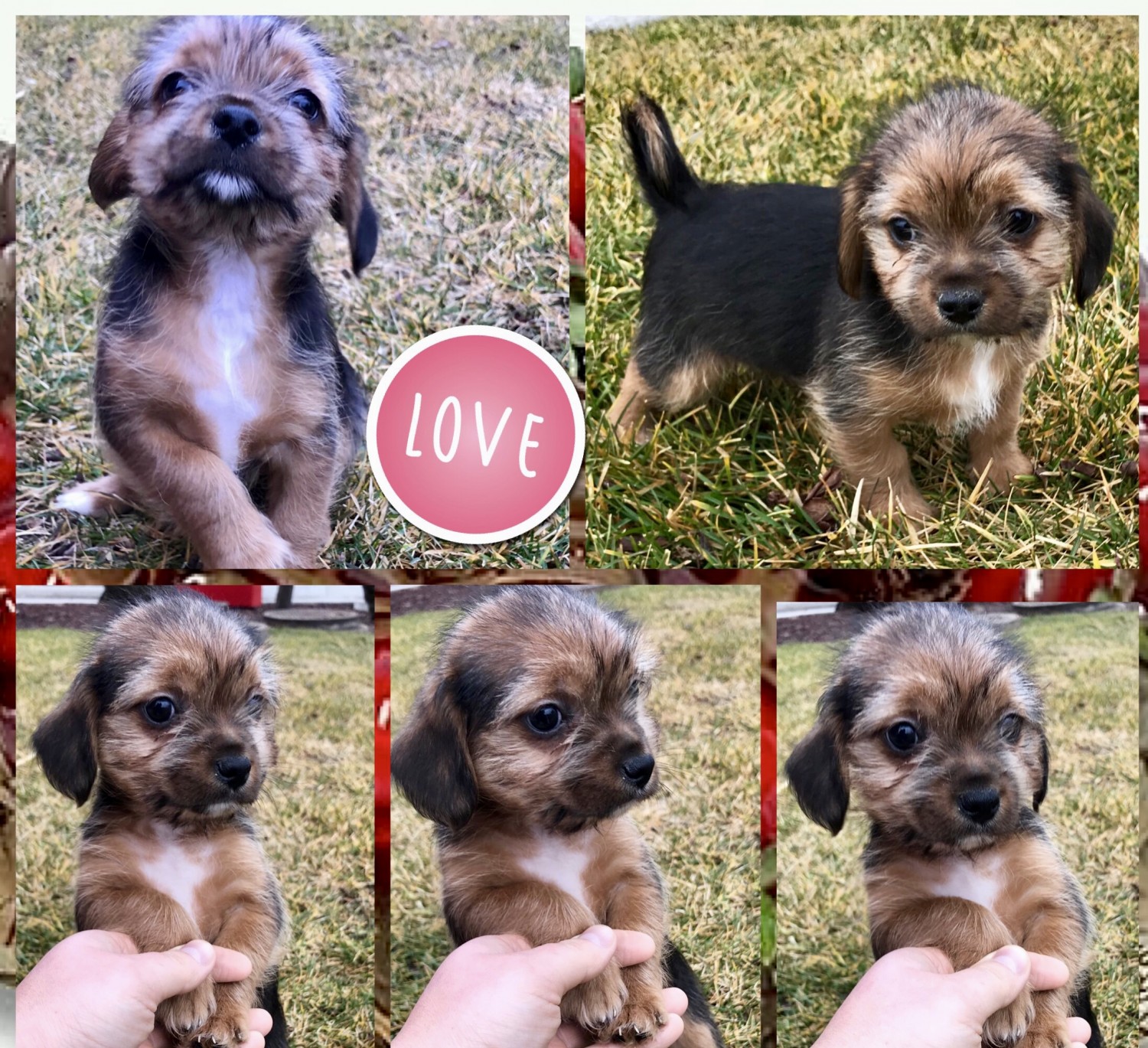 YorkiePoo Puppies For Sale Seattle, WA 262777 Petzlover
