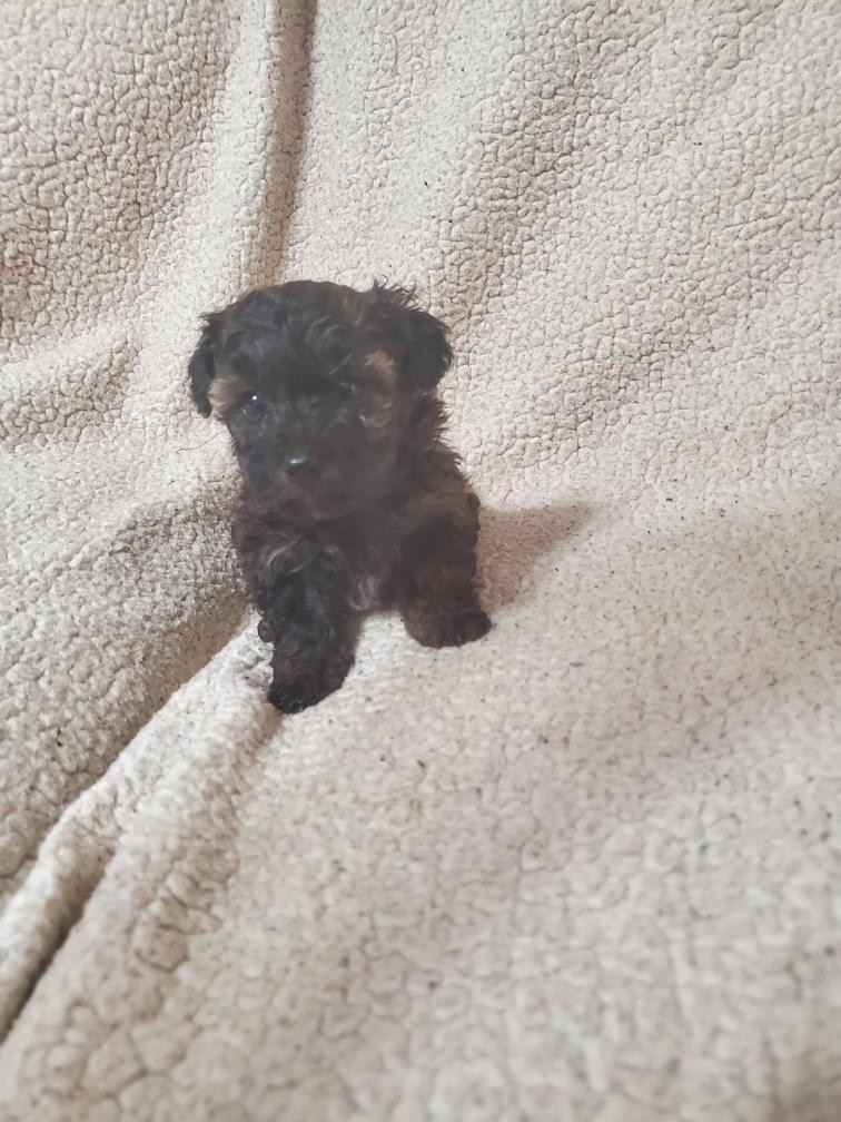 YorkiePoo Puppies For Sale Syracuse, NY 316617