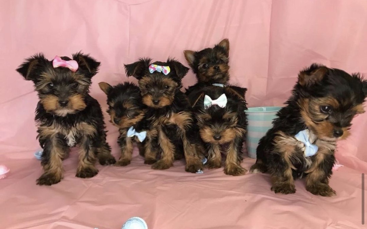 Yorkshire Terrier Puppies For Sale Louisville, KY 377312