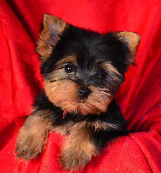 Yorkshire Terrier Puppies For Sale St. Louis, MO 85322