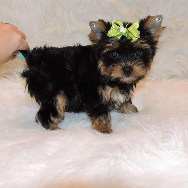 Yorkshire Terrier Puppies For Sale Chino Valley, AZ 86874