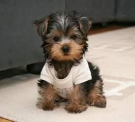 cute yorkshire terrier puppies