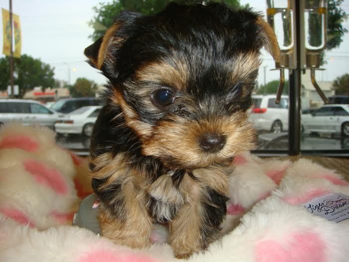 Yorkshire Terrier Puppies For Sale Grand Forks, ND 134821