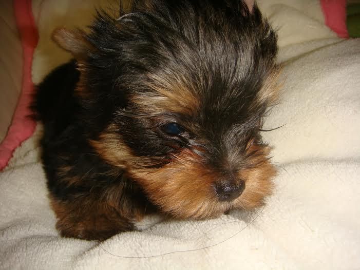 Yorkshire Terrier Puppies For Sale Grand Forks, ND 134821