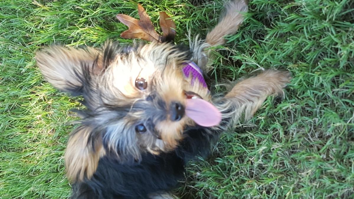 Yorkshire Terrier Puppies For Sale Roswell, GA 152084