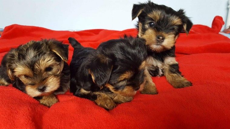 Yorkshire Terrier Puppies For Sale Illinois 59 Il 187336