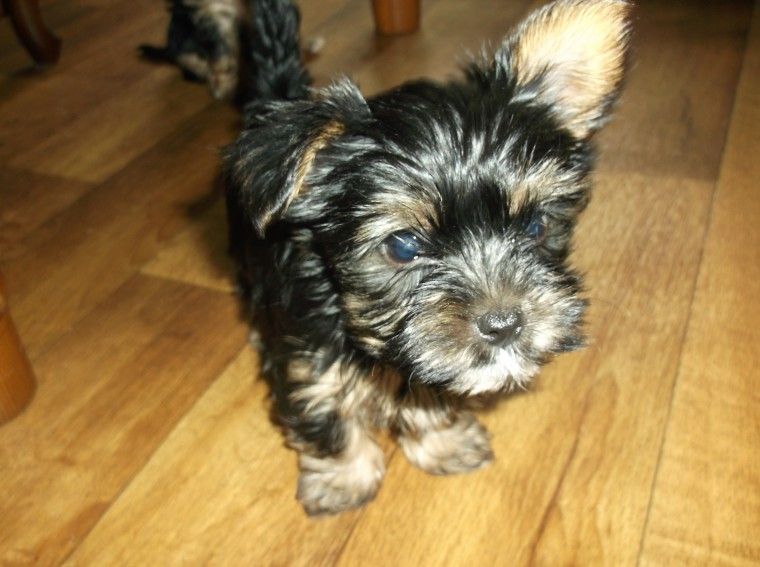 Yorkshire Terrier Puppies For Sale White Hall, AR 199368