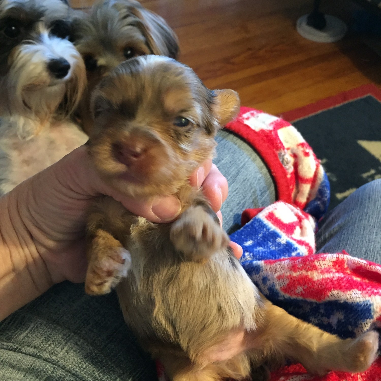 Yorkshire Terrier Puppies For Sale Erie, PA 216069