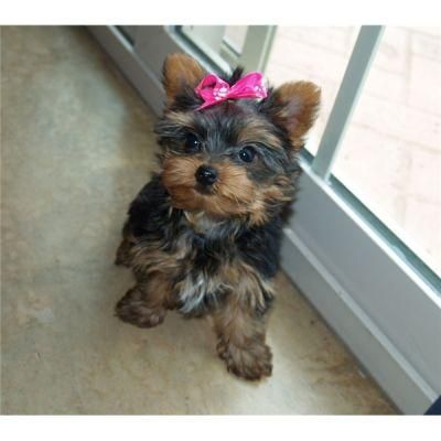 puppies teacup yorkie cute terrier yorkshire under yorkies dollars female dogs louis st pets lilian mo text sex name