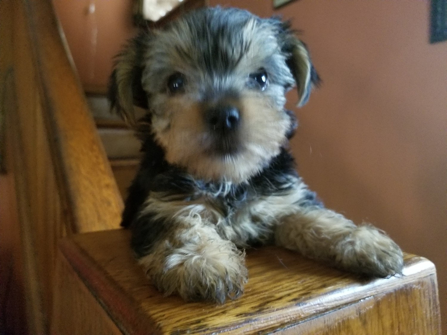 Yorkshire Terrier Puppies For Sale Dayton, OH 212447