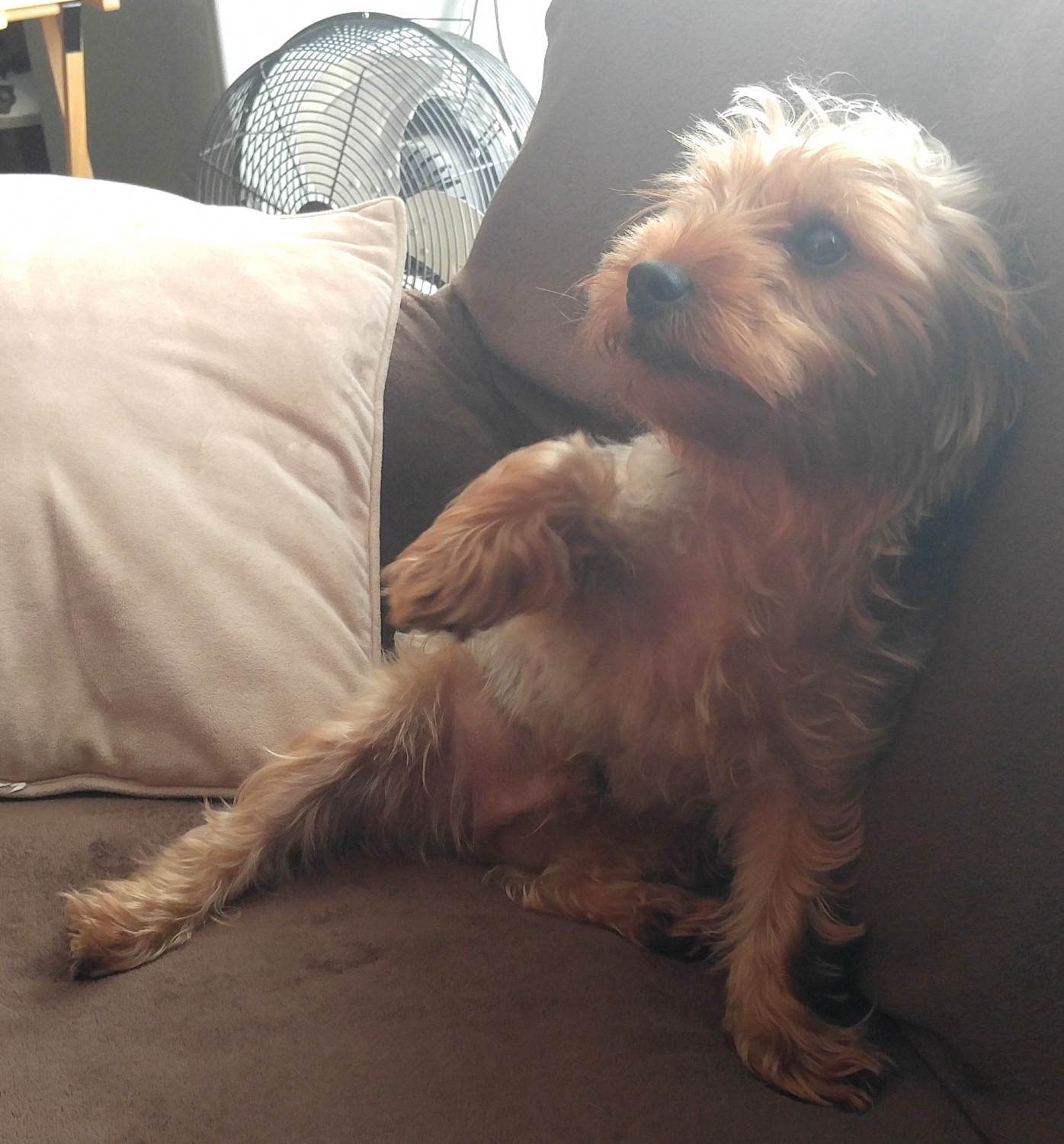 Yorkshire Terrier Puppies For Sale Belleville, IL 232483