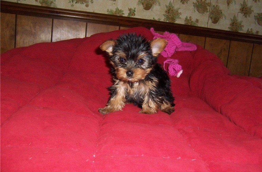 Yorkshire Terrier Puppies For Sale Knoxville, TN 240636