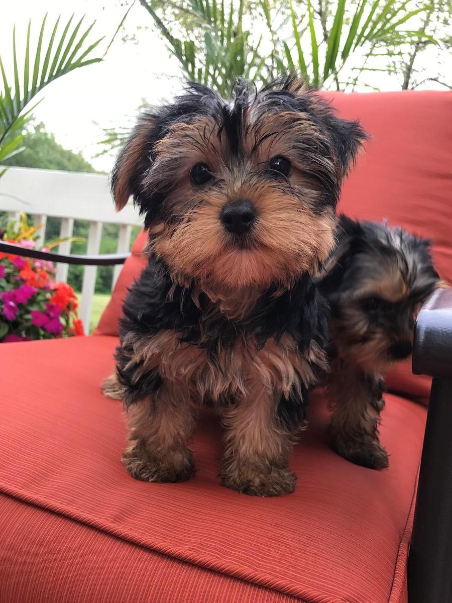 Yorkshire Terrier Puppies For Sale Dallas, TX 244701