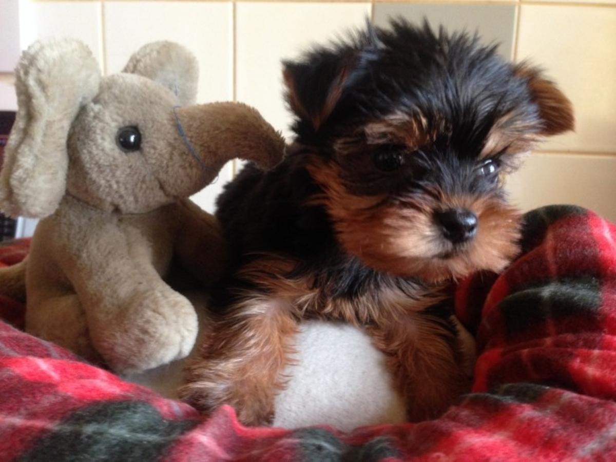 Yorkshire Terrier Puppies For Sale Clover, SC 253648