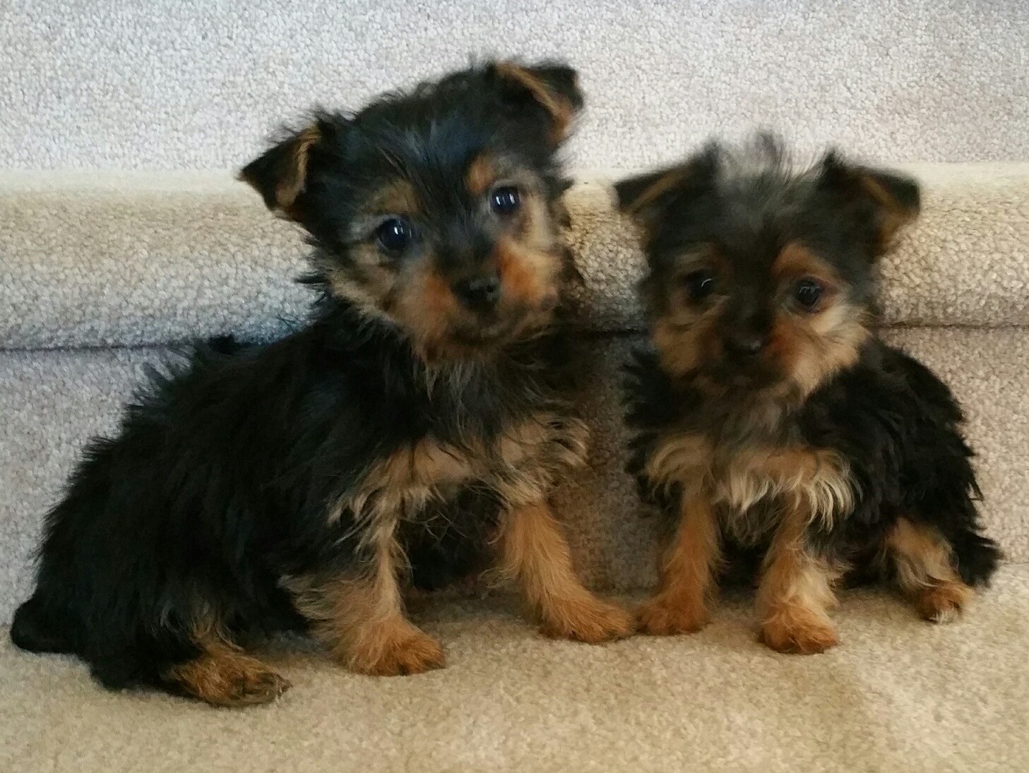 Yorkshire Terrier Puppies For Sale Castle Rock, CO 256712