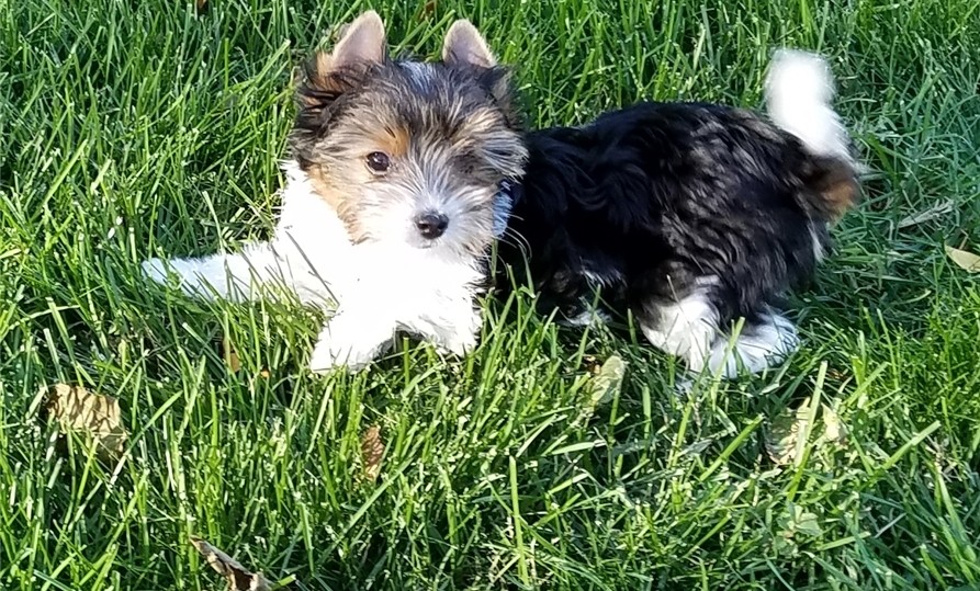 Yorkshire Terrier Puppies For Sale Phoenix, AZ 257900