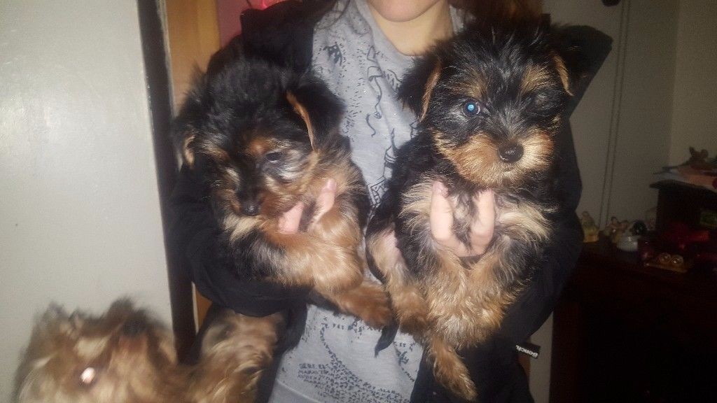 Yorkshire Terrier Puppies For Sale Birmingham, AL 258163