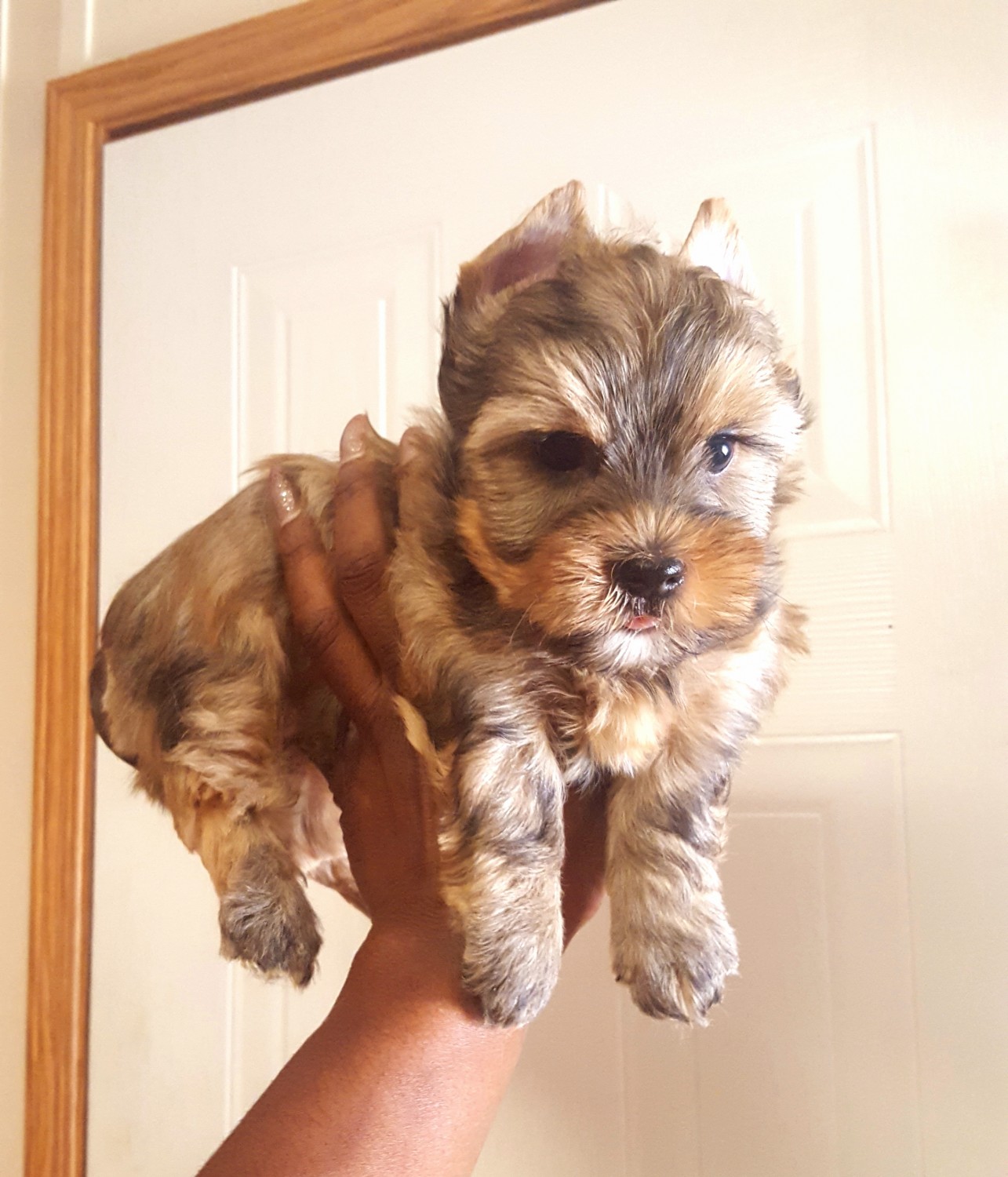 Yorkshire Terrier Puppies For Sale Austin, TX 266897