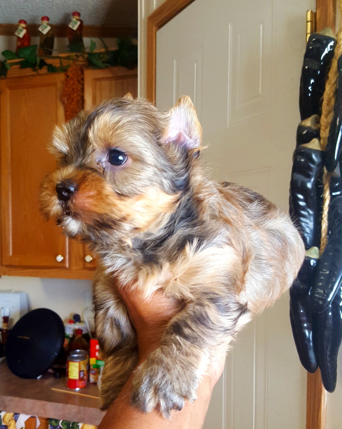 Yorkshire Terrier Puppies For Sale Austin, TX 266897