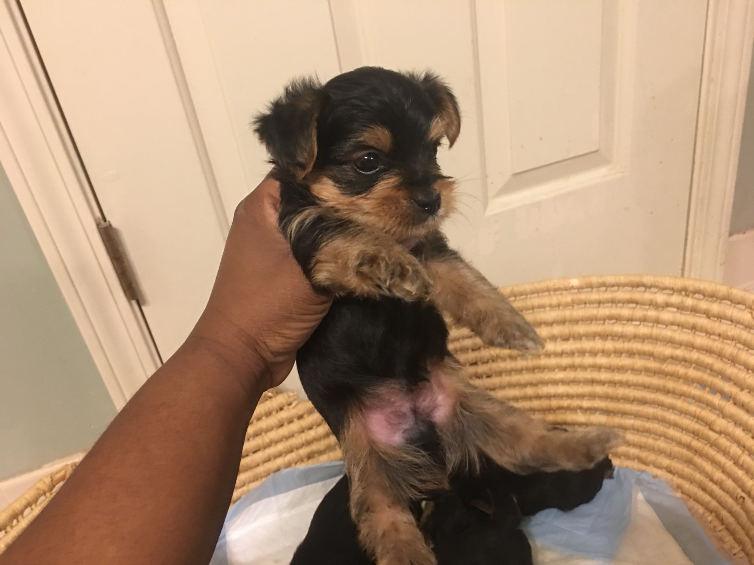 Yorkshire Terrier Puppies For Sale Memphis, TN 276527