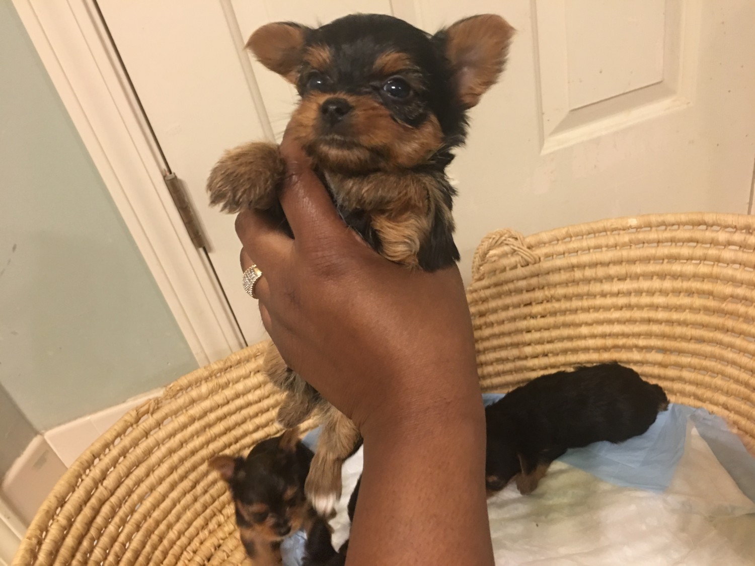 Yorkshire Terrier Puppies For Sale Memphis, TN 276527