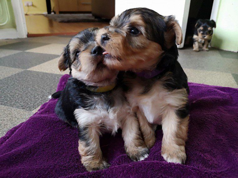 Yorkshire Terrier Puppies For Sale | Glen Burnie, MD #286640