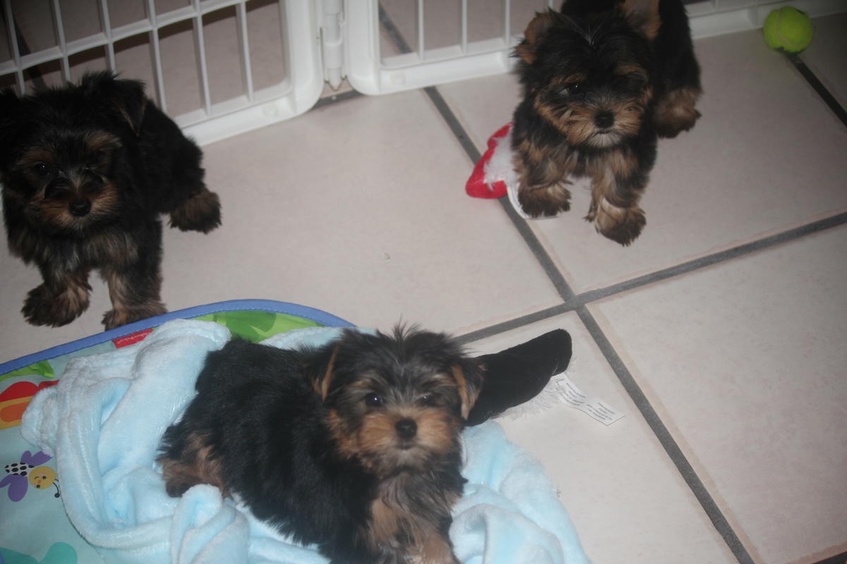 Yorkshire Terrier Puppies For Sale | Memphis, TN #289280