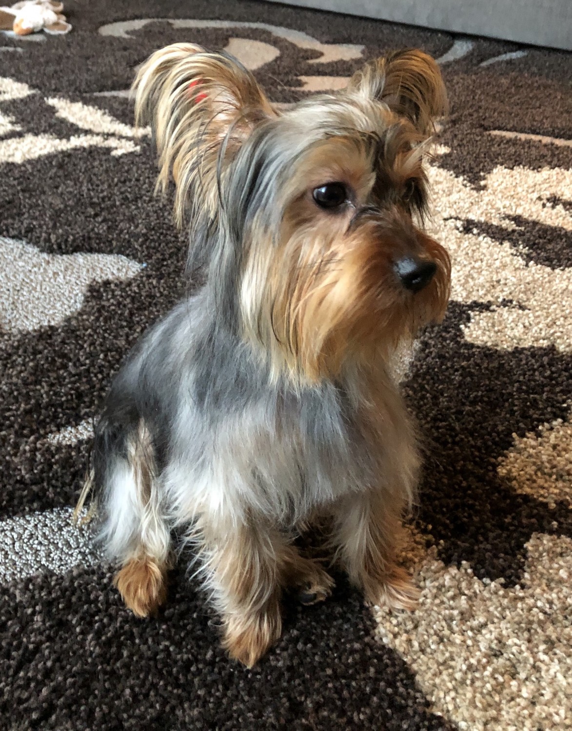 Yorkshire Terrier Puppies For Sale Brownstown Charter Township, MI